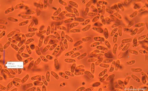 Lentinus arcularius (spores) récolté sur la commune de Ners (30)