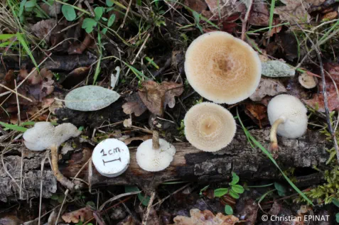 Lentinus arcularius récolté sur la commune de Ners (30)