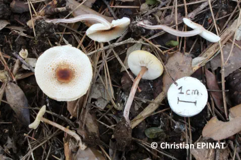 Lepiota cristata récolté sur la commune de Tornac (30)