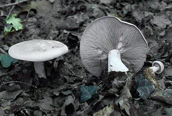 Lepista glaucocana (lepiste violet-pâle)