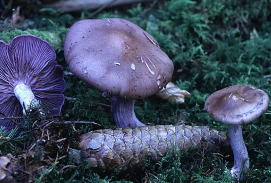 Lepista nuda (pied-bleu)