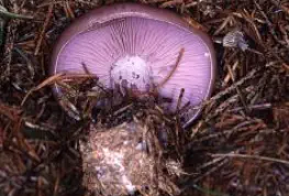 Lepista nuda (pied-bleu)