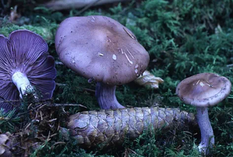 Lepista nuda (pied-bleu)