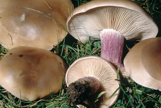 Lepista personata (pied-violet)