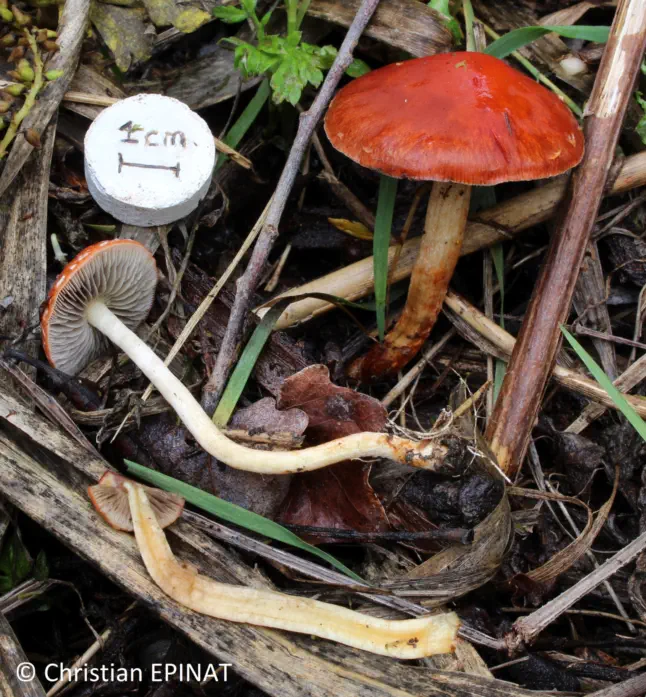 Leratiomyces ceres récolté sur la commune de Saint Chaptes (30)