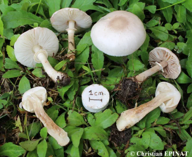 Leucoagaricus leucothites récolté dans un jardin sur la commune d'Alès (30)