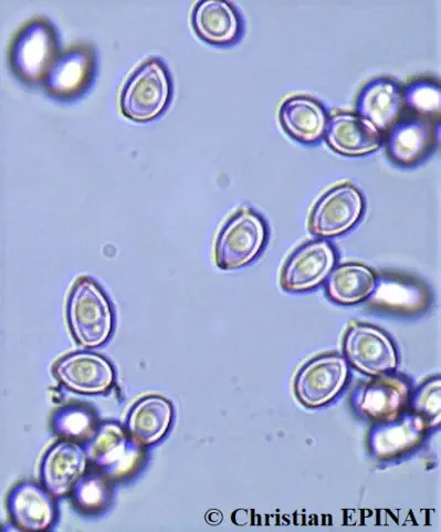 Leucoagaricus leucothites - Spores à tractus porique metachromatique (point rouge à l'extrémité des spores) dans le bleu de cresyl.