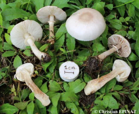 Leucoagaricus leucothites récolté dans un jardin sur la commune d'Alès (30)