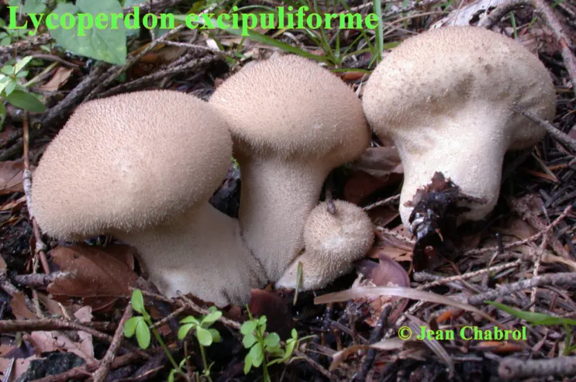 Lycoperdon excipuliforme - récolté à Autrans (38)