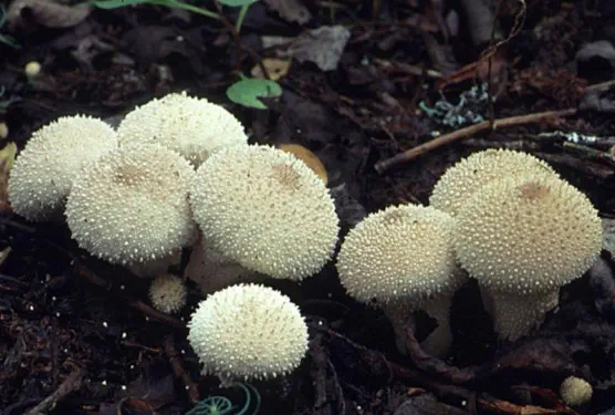 Lycoperdon perlatum (vesse de loup perlée)