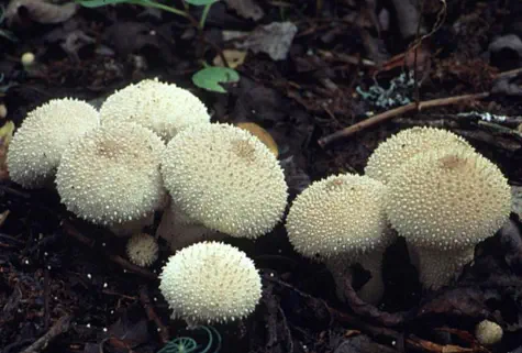 Lycoperdon perlatum (vesse de loup perlée)