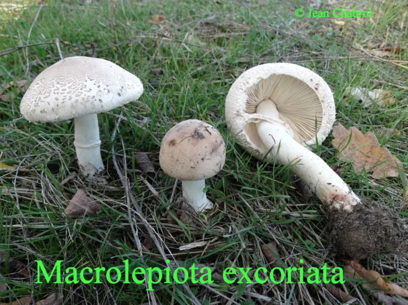 Macroplepiota excoriata récolté sur la commune de Massillargues-Attuech (30)