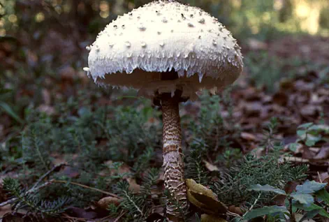Macrolepiota fuliginosa