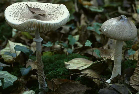 Macrolepiota mastoidea (lépiote mamelonnée)