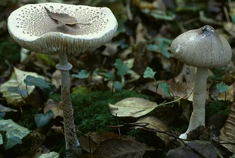 Macrolepiota mastoidea (lépiote mamelonnée)
