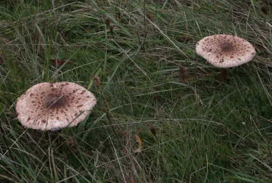 Macrolepiota procera
