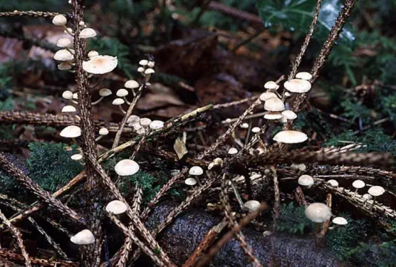 Marasmiellus ramealis (marasme des rameaux)