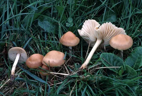 Marasmius oreades (faux mousseron)