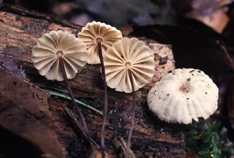 Marasmius rotula (marasme petite roue)