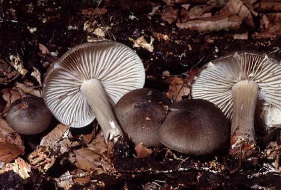Megacollybia platyphylla (collybie à large feuiillets)