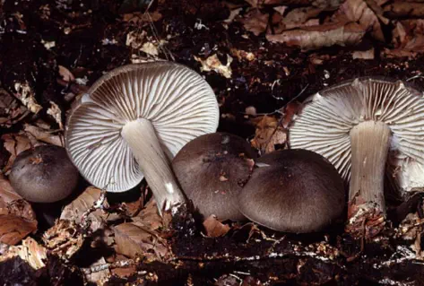Megacollybia platyphylla (collybie à large feuiillets)