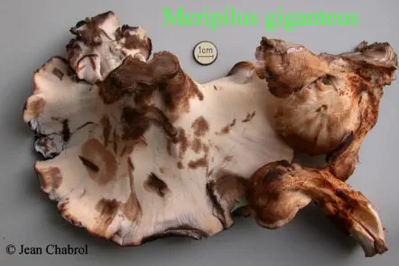 Meripilus giganteus, récolté à Chasseradès (48)