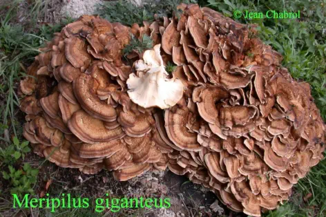 Meripilus giganteus, récolté à Chasseradès (48)