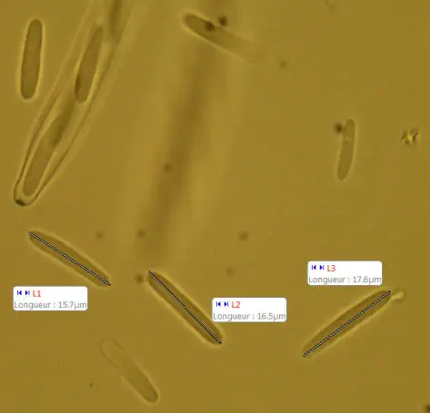 Mitrula paludosa (spores et asques I+) récoltée sur la commune de Pont de Montvert (48)