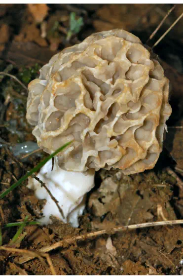Morchella esculenta f. rotunda (Morille ronde)