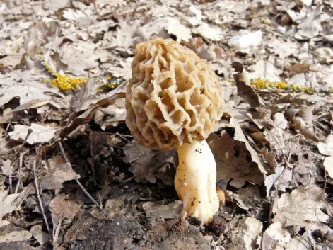 Morchella esculenta f. rotunda (Morille ronde)