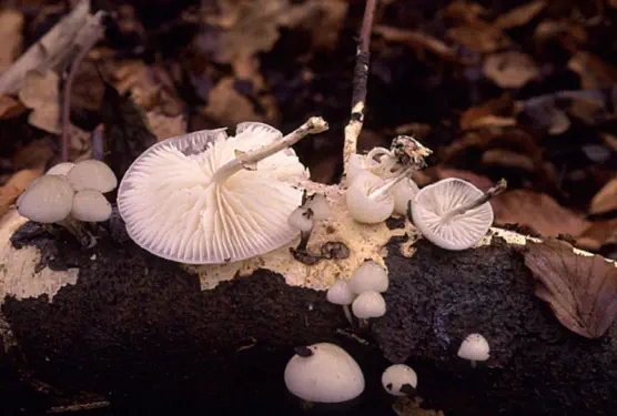 Mucidula mucida (=Oudemansiella mucida)