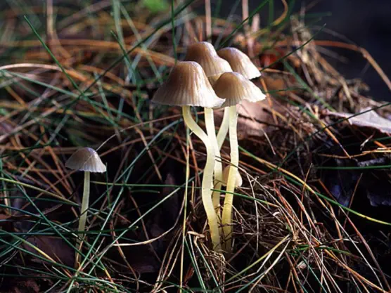 Mycena epipterygia (mycène des fougères)