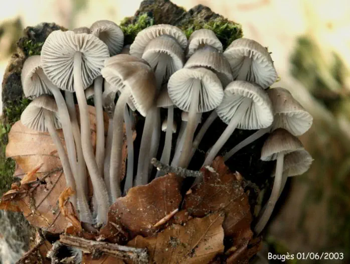 Mycena galericulata (mycène en casque)
