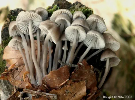 Mycena galericulata (mycène en casque)
