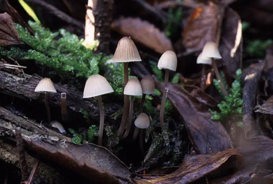 Mycena galopus (mycène à lait blanc)