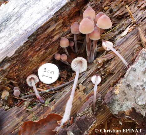 Mycena haematopusrécolté sur la commune de Pont de Montvert 4 Chemins (48)