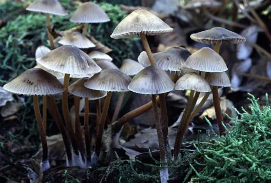 Mycena inclinata (mycène inclinée)