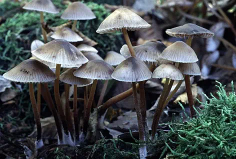 Mycena inclinata (mycène inclinée)
