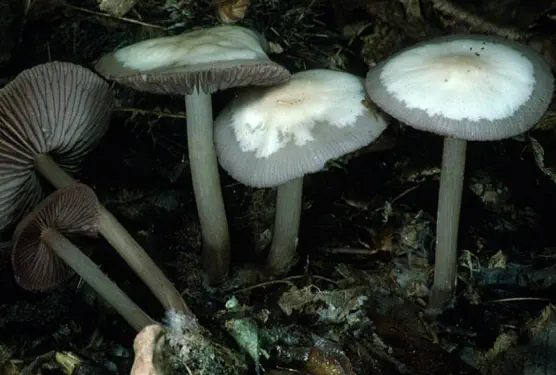 Mycena pelianthina (mycène gris-violet)