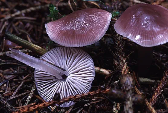 Mycena pura (mycène pure)