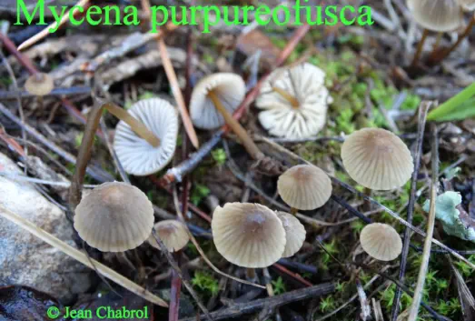 Mycena purpureofusca récolté sur la commune de Belvézet (30)