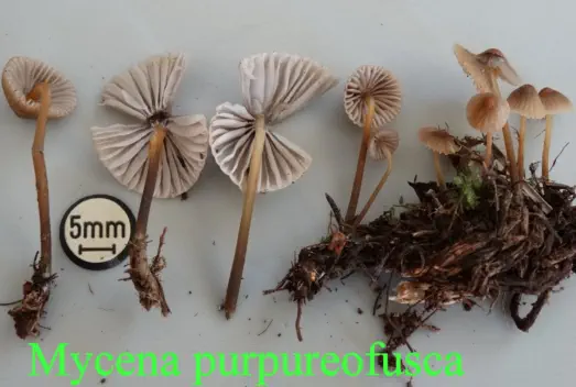 Mycena purpureofusca récolté sur la commune de Belvézet (30)