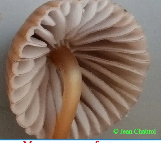 Mycena purpureofusca récolté sur la commune de Belvézet (30)