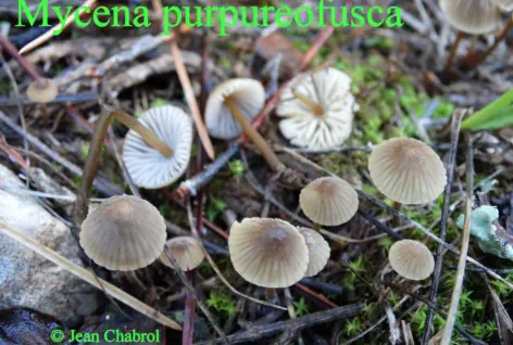 Mycena purpureofusca récolté sur la commune de Belvézet (30)