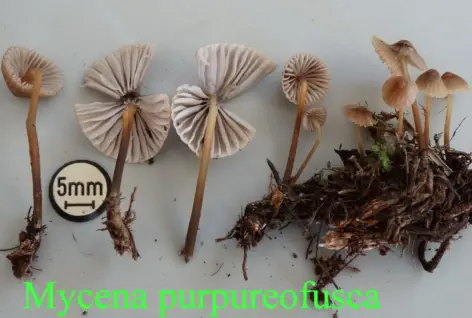 Mycena purpureofusca récolté sur la commune de Belvézet (30)
