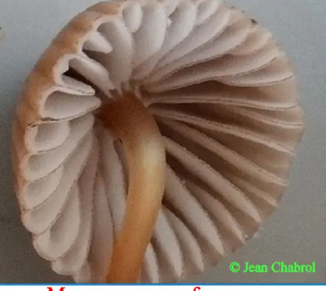 Mycena purpureofusca récolté sur la commune de Belvézet (30)