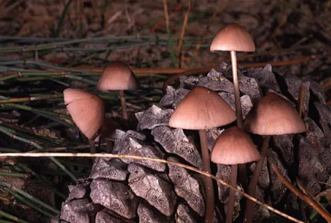 Mycena seynii