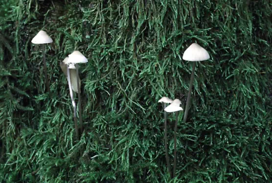 Mycena vitilis (mycène à pied raide)