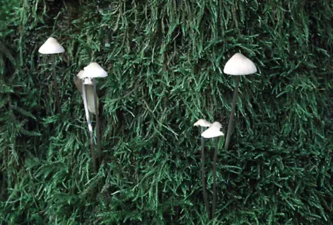 Mycena vitilis (mycène à pied raide)