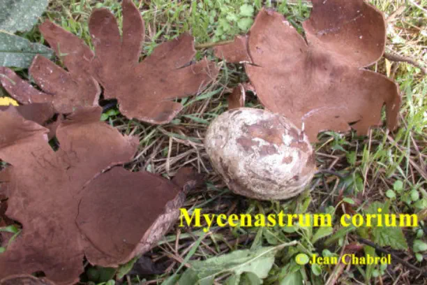 Mycenastrum corium - récolté à Lézan (30)